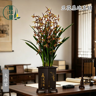 高端墨兰大将军花苗带花浓香多花四季开花室内阳台盆栽花卉绿植物