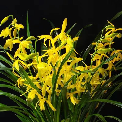 四季建兰神童冠金边带花浓香好养