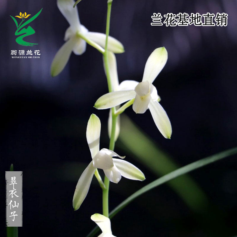 翁源兰花苗老种四季建兰翠衣仙子小宫粉素带花大凤素浓香好养室内