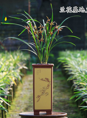 翁源兰花苗高端寒兰波斯猫三星蝶红奇花带花苞浓香朱砂痣绿植花卉