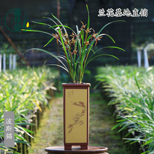 翁源兰花苗高端寒兰波斯猫三星蝶红奇花带花苞浓香朱砂痣绿植花卉