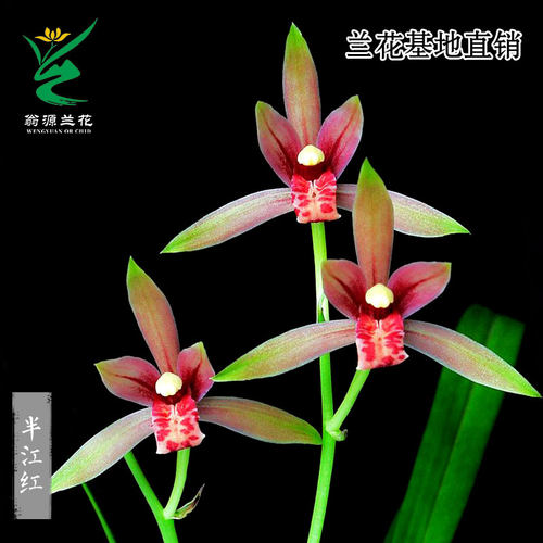 老种四季建兰半江红色花带花浓香