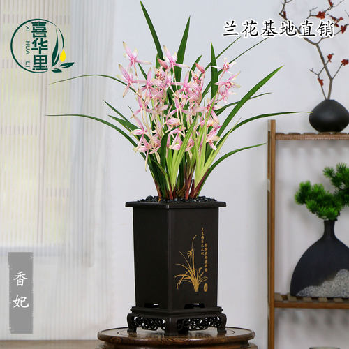 兰花苗四季建兰香妃带花浓香好养