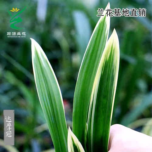 老种高端墨兰金边达摩爪冠艺盆栽