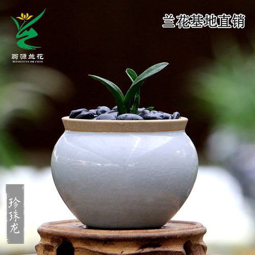 翁源兰花高端墨兰矮种珍珠龙奇叶