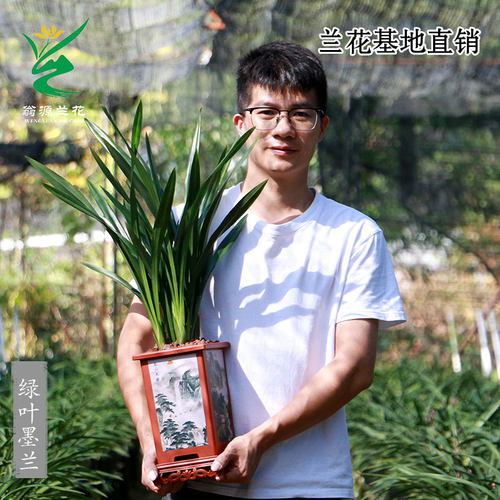 翁源兰花老种绿叶墨兰企黑好养香