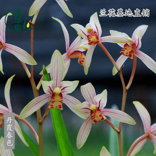 四季建兰丹霞春色带花浓香型好养