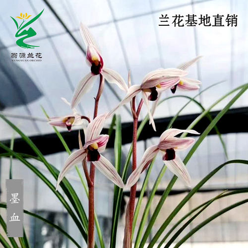 翁源兰花苗高端莲瓣兰红舌墨血