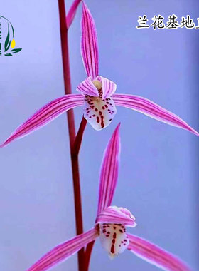 高端老种寒兰桃花仙子带花浓香好养四季建兰台北小姐粉红花卉绿植