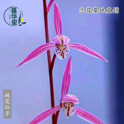 高端老种寒兰桃花仙子带花浓香型