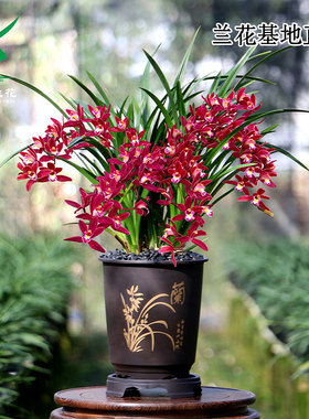 翁源兰花正品大花蕙兰富贵临门四季建兰红红火火带花浓香好养盆栽