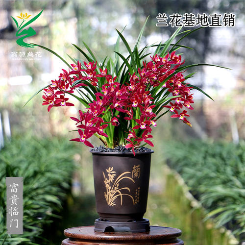 翁源兰花大花蕙兰富贵临门带花香