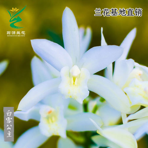 大花四季建兰白雪公主带花好养香