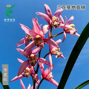 翁源兰花苗正品四季建兰七彩丹霞红开花机器金边浓香好养室内盆栽