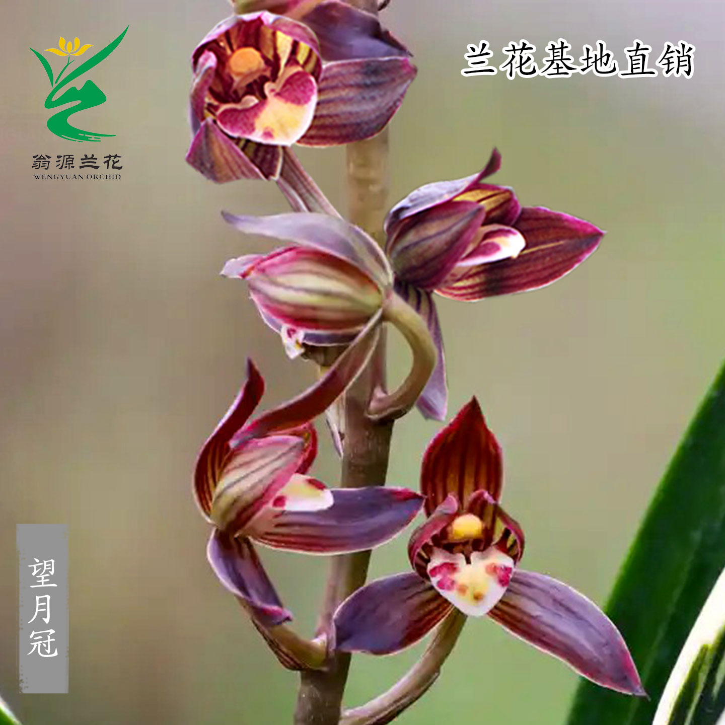 高端墨兰老种望月冠金边荷瓣带花