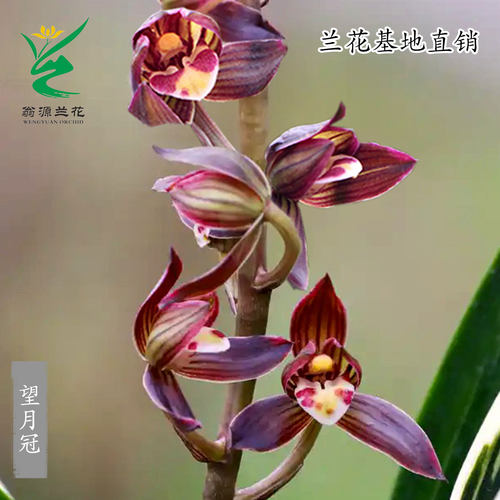 墨兰矮种金边望月冠带花苞浓香型
