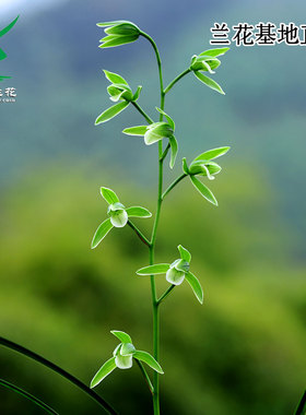 高端正品寒兰天道素细叶白月光四季建兰老种大凤素带花浓香好养卉