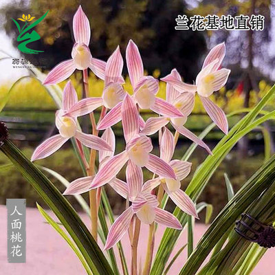 正品春兰莲瓣兰人面桃花老种带花