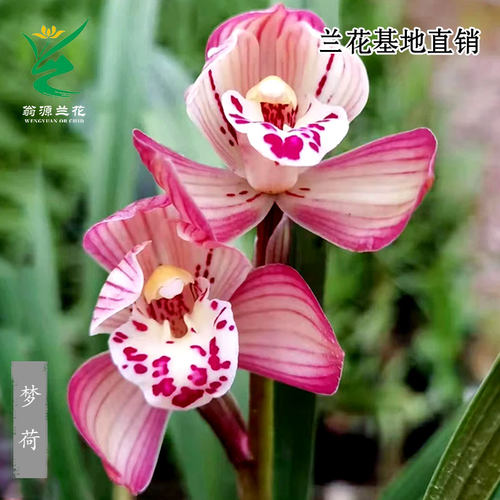 翁源兰花春剑梦荷带花浓香型好养