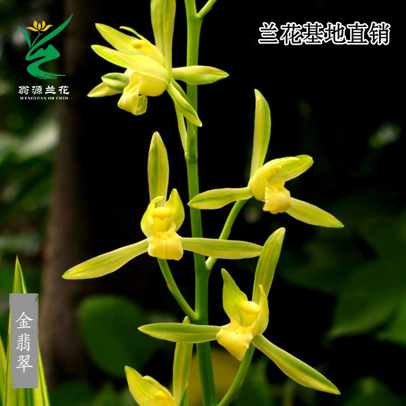 高端老种墨兰艺草金翡翠带花浓香