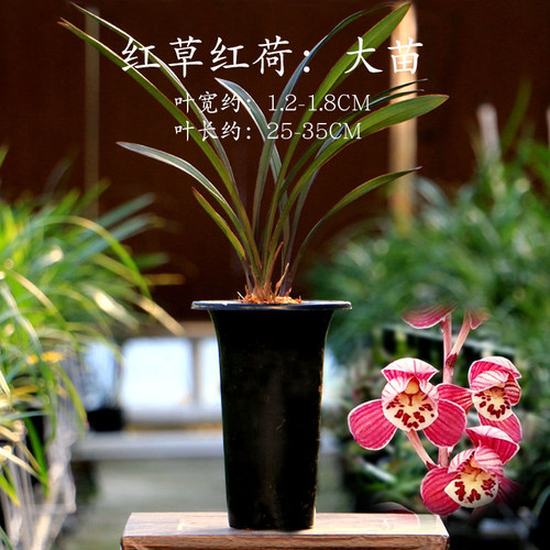高端四季建兰红草红荷带花好养香