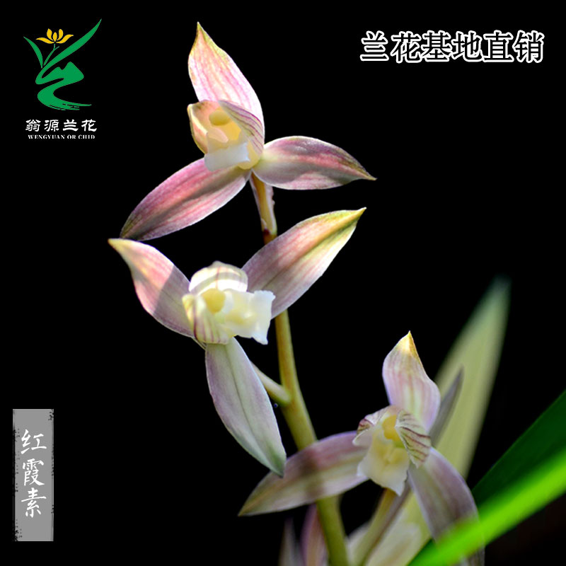 翁源兰花春剑红霞素带花浓香好养