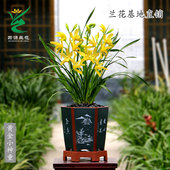 翁源四季 建兰花苗大花蕙兰黄金小神童带花浓香好养室内绿植卉盆栽