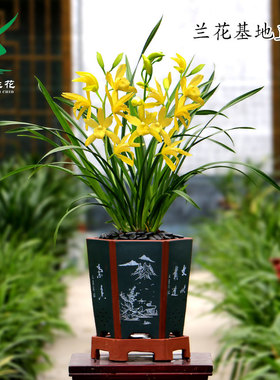 翁源四季建兰花苗大花蕙兰黄金小神童带花浓香好养室内绿植卉盆栽