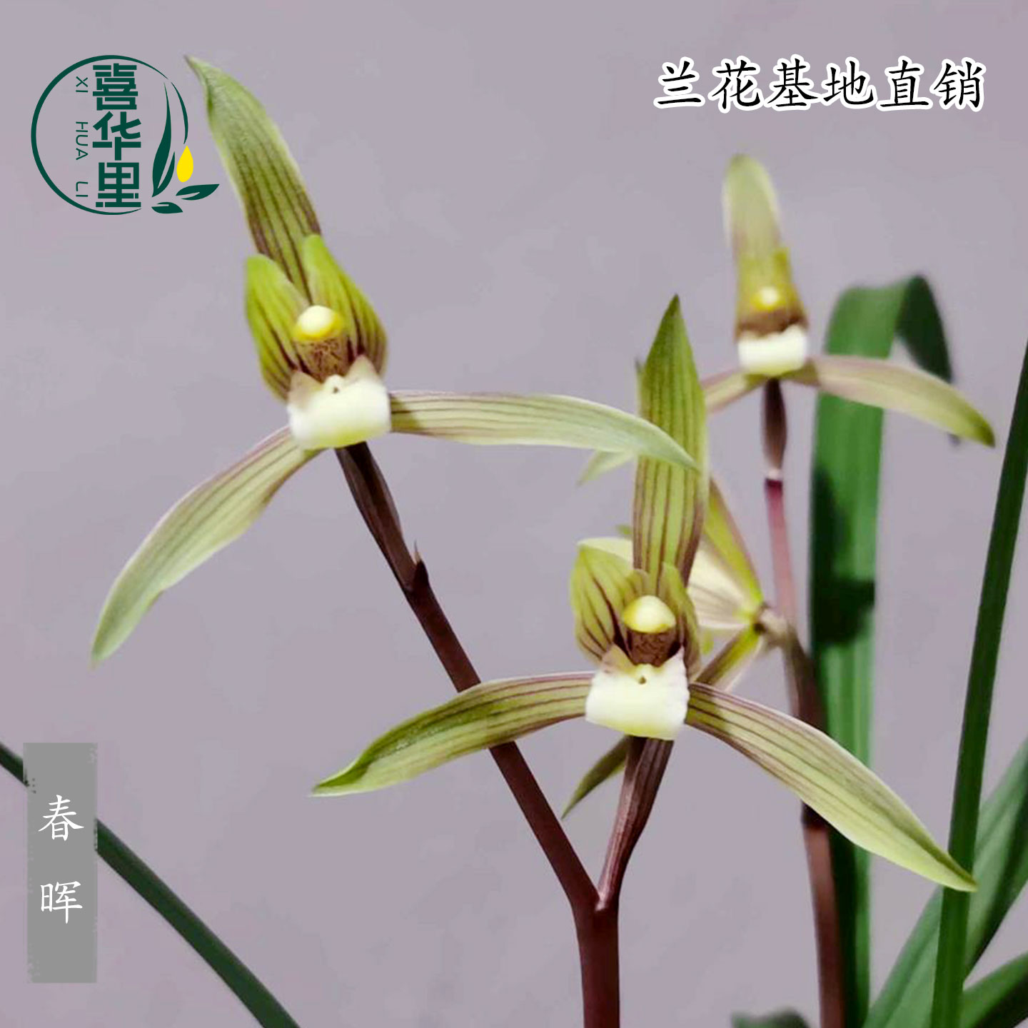 高端兰花苗寒兰春兰老种春晖带花