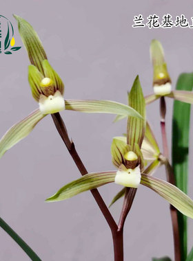 高端兰花苗寒兰春兰老种春晖彩素带花浓香花好养绿植花卉桌面盆栽