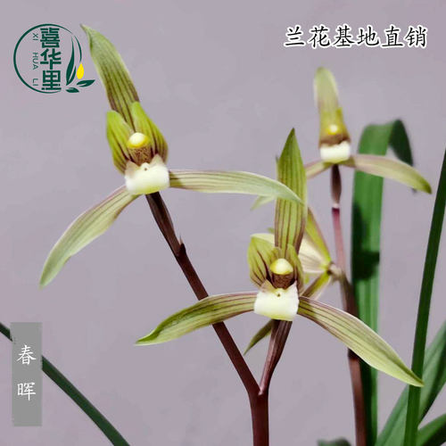 兰花苗寒兰春兰老种春晖彩素带花