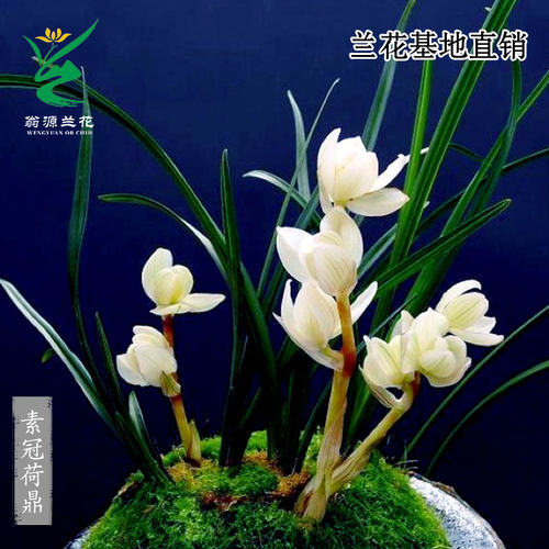 老种莲瓣兰素冠荷鼎名品带花浓香