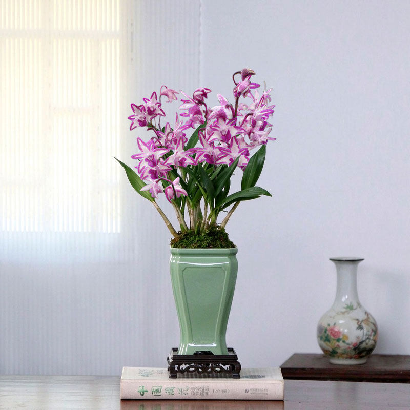 翁源兰花精品澳洲石斛香水石斛兰带花咖啡花期长好养桌面花卉盆栽