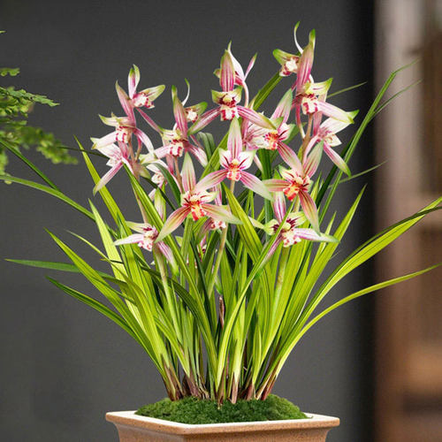 老种四季建兰正品红花带花香好养