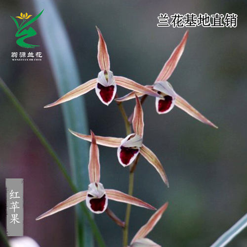 老种寒兰红苹果正品高端带花浓香