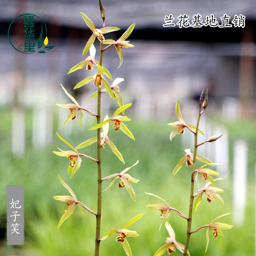 高端九华蕙兰老种妃子笑带花浓香