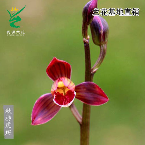 翁源兰花高端艺草秋榜虎斑带红花