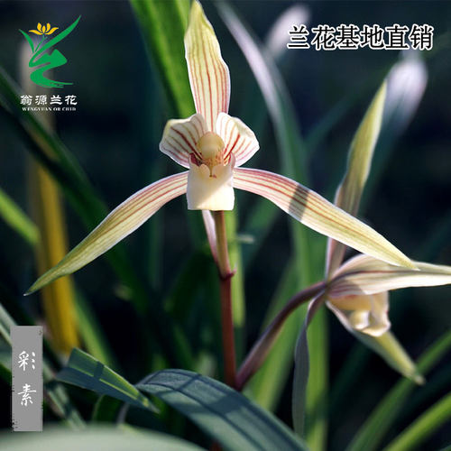 细叶春兰彩素带花苞浓香花卉盆栽