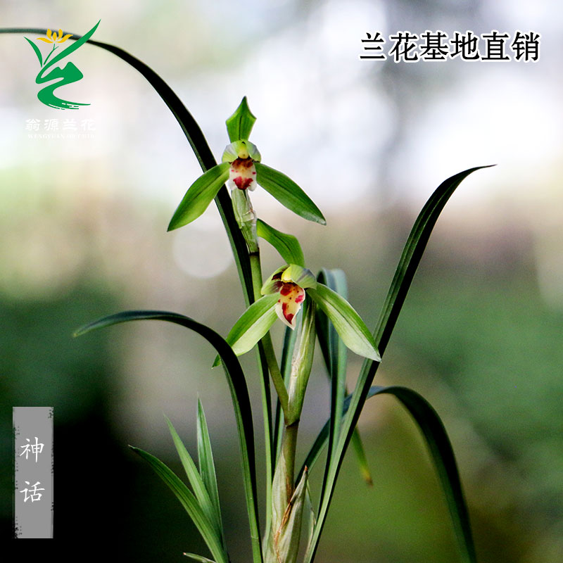 翁源兰花春兰正品神话带花香好养