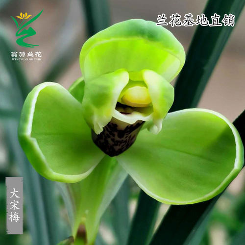 翁源兰花苗高端春兰老种大宋梅带花浓香好养室内桌面花卉绿植盆栽