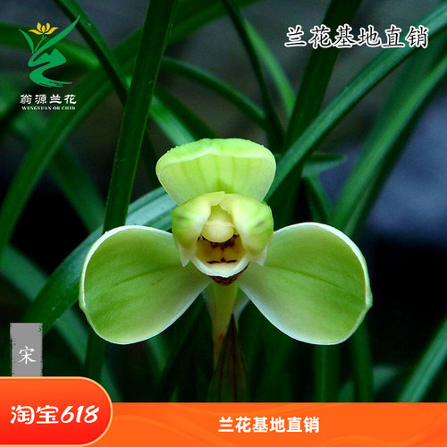 翁源春兰老八种浓香好易绿植宋梅