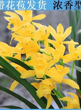 翁源四季建兰花黄金小神童大花台北小姐新手好养易活带花浓香花卉