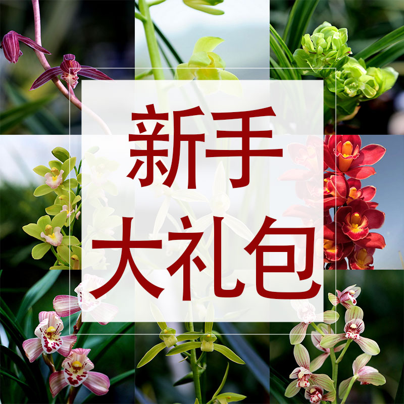 翁源兰花苗正品【超实惠兰花裸根福利】新手兰友练手兰开花苗浓香