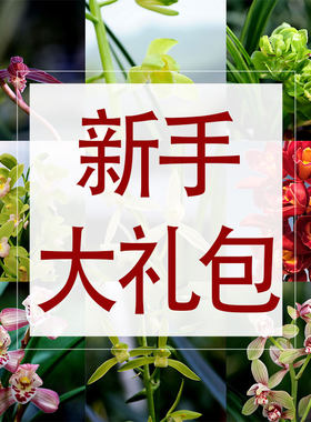 翁源兰花苗开花浓香型新手练手兰