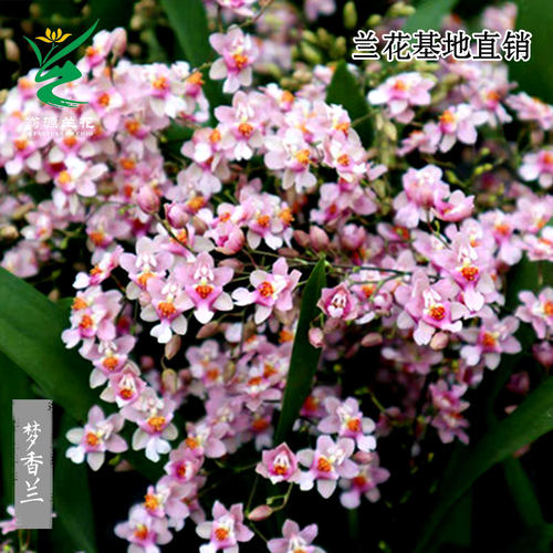 文心兰梦香带花香水好养植物浓香