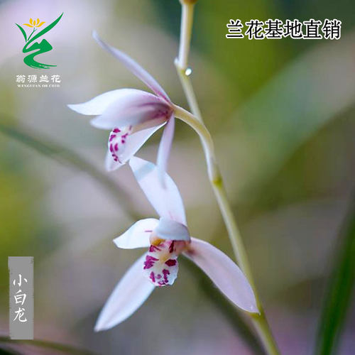 老种四季建兰素心彩花小白龙带花