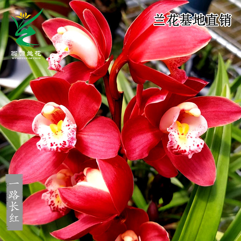 翁源兰花大花蕙兰正品红花带花香