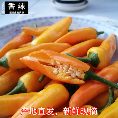 福建永安特产正宗农家新鲜现摘米椒魔鬼子弹超特辣原产地直发黄椒