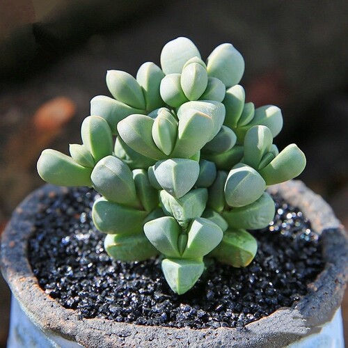 鹿角海棠多肉植物容易养活