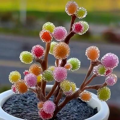 糖球枝干番杏糖果罕见多肉植物稀有品种彩冰晶新手好养造型小老桩